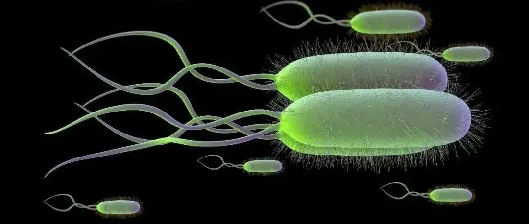 幽门螺杆菌的二联疗法：阿莫西林+质子泵抑制剂