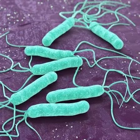 Hp感染如何影响胃内菌群，益生菌在Hp根除中发挥什么样的作用？